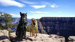 The Most Dog Friendly National Parks In America Gopetfriendly