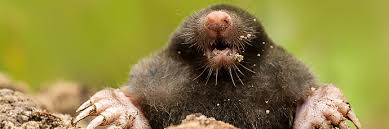 Each gopher digs his own hole to build his there are many ways you can get rid of these pesky rodents, either by natural methods or methods that require more effort. How To Kill Gophers Getting Rid Of Gophers