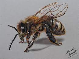 Maybe you would like to learn more about one of these? 100 Realistic Colored Pencil Drawings By Marcello Barenghi Honey Bee Drawing Bee Drawing Honey Bee Tattoo