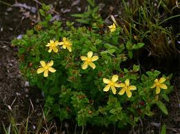 Image result for Hypericum aethiopicum