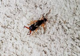 Earwig control options & earwig traps How To Get Rid Of Earwigs Environmental Pest Control