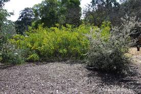 Image result for Crotalaria phylicoides