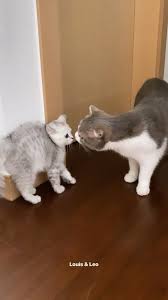 Meet Louis Blackpink Lisa 4th Cat After Leo Luca Lily Blakpink Blackpink Animais