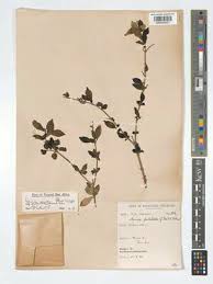 Image result for Leptactina benguelensis