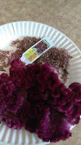 Dracula Celosia Has Dark Leaves Flowers Viewing Your Claimed Dibs For Dnd S All Seeds Swap 5 Nov 2018 Garden Org Tbb Leaf Flowers Flowers Seeds