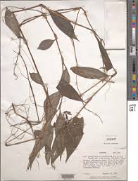 Image result for Stanfieldiella