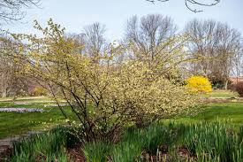 Berlin Garten Der Welt Glockenhasel Berlin Gardens Of The World Winter Hazel Corylopsis Pauciflora Gardens Of The World Flowering Shrubs Shrubs