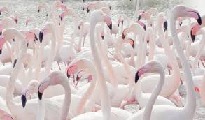 Výsledok vyhľadávania obrázkov pre dopyt flamingo tumblr