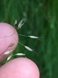 Image result for Avenella