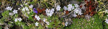 In support of the colorado native plant society. Wildflower Rocky Mountain National Park U S National Park Service