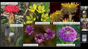 Image result for Brachythrix pawekiae