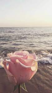 Home Flower Background Iphone Pink Nature Flower Phone Wallpaper