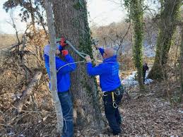 McKinney Tree Service and Landscaping | Tree Removal & Gutter Cleaning in  Asheville