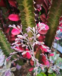 Image result for Kalanchoe humilis