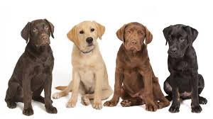 We have lovable english yellow & black lab puppies that are waiting to go to a new home. Labrador Retriever Dog Breed Information Pictures Characteristics Facts Dogtime