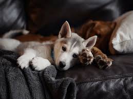 Will My Siberian Husky Puppy Change Color 7 Things To Know
