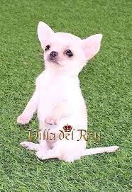 Pin En White Chihuahua