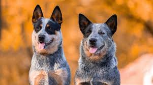 3 male blue heeler puppies sold. Australian Cattle Dog Blue Heeler Breed Info Facts Traits More