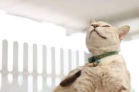 Ringworm In Cats Symptoms Treatment And Prevention Hill S Pet