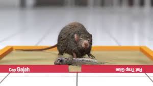 We did not find results for: Tvc Lem Tikus Cap Gajah Director S Cut Youtube