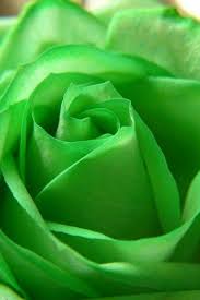 Pin By Zeynep Ustun 92 On Green Carnation Green Rose Green Flowers Green Wallpaper