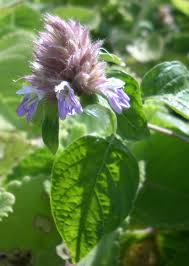 Image result for Lepidagathis scariosa