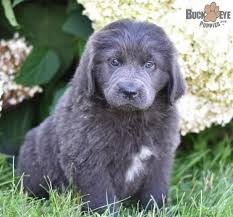 Presidents it has produced and. Newfoundland Dog Puppies For Sale Millersburg Oh 302582