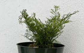 Image result for Asplenium theciferum