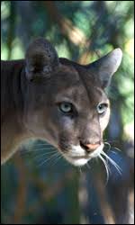 Visitors who keep watch might see a florida panther, likely early in the day or late in the evening. Florida Panther Species Profile Everglades National Park U S National Park Service