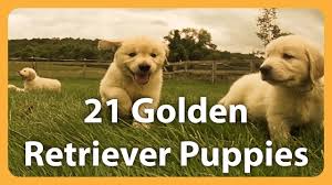 So being unable to find any, we made the decision to have puppies. 21 Adorable Golden Retrievers Puppies Play In A Field Youtube