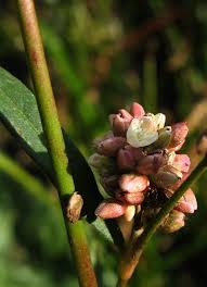 Image result for Persicaria hystricula
