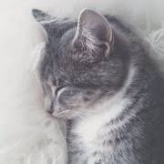 Itu akan menjadi sebuah yang akan membawa kesusahan karena akan datang orang yang tidak diharapkan. Lihat Dalam Kucing Abu Abu Mimpi Apa Impian Wanita Kucing Kucing Mimpi Interpretasi Mimpi Musim Panas Apa Impian Kucing Dalam Buku Mimpi
