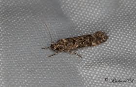 Image result for Teleiopsis diffinis