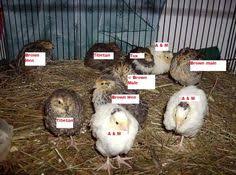 21 Best Button Quail Images Button Quail Quail Raising Quail