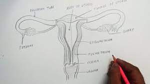 How to draw female reproductive organ system diagram step by step in easy way for class 10 by using scale which makes it much easier for science board examin. How To Draw Female Reproductive System Easily Step By Step Youtube