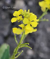 Image result for Sinapis arvensis