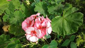 Besides good quality brands, you'll also find plenty of discounts when you shop for flower leaf during big sales. Flower Pink Green Tropical Plant Nature Foreign Leaf Greetings Perfume Pxfuel