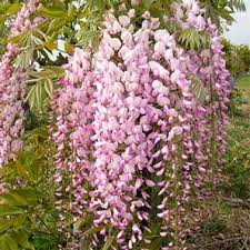 Jardins japonais & jardins zens. Les 8 Plantes Fetiches D Un Jardin Zen Deco Cool