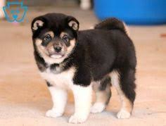 Black And Tan Shiba Inu For Sale Uk Leo Shiba Inu Pupp Leo Shiba Inu Puppy For Sale Keystone Puppies Shibainu Keystonepuppies Shiba Inu Puppy Shiba Inu Puppies