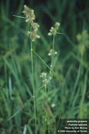 Image result for Fuirena abnormalis