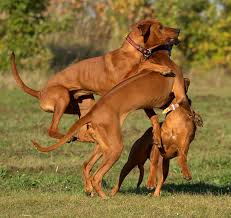 Image result for rhodéský ridgeback