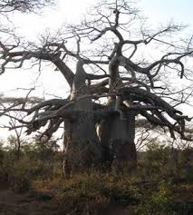 Image result for Diospyros loureiriana