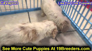 Ask questions and learn about cavapoos at nextdaypets.com. Cavapoo Puppies For Sale In Portland Oregon Or Mcminnville Oregon City Grants Pass Keizer Youtube