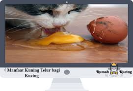 Check spelling or type a new query. 6 Manfaat Kuning Telur Yang Bagus Bagi Kucing Agar Sehat