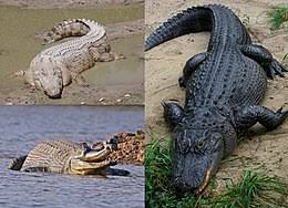 crocodilia wikipedia