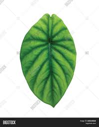 Look through examples of keladi translation in sentences, listen to pronunciation and learn grammar. Keladi Tengkorak Hijau Image Photo Free Trial Bigstock
