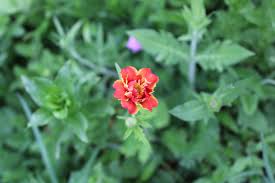 Image result for Pyrostria phyllanthoidea