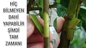 Uygulandigi Yil Cicek Actiran Asi Surgun Goz Asi Youtube Saksida Cicekler Bitki Cicek