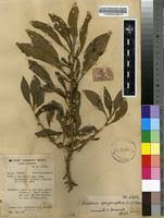 Image result for Struchium