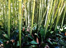 Image result for Justicia phyllostachys